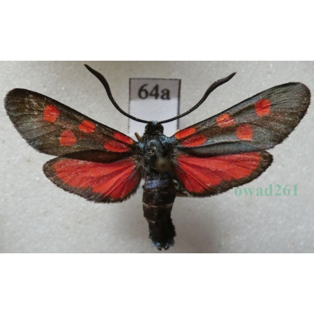 Zygaena angelicae Ochsenheimer, 1808 Kraśnik dzięgielowiec Slovakia64a